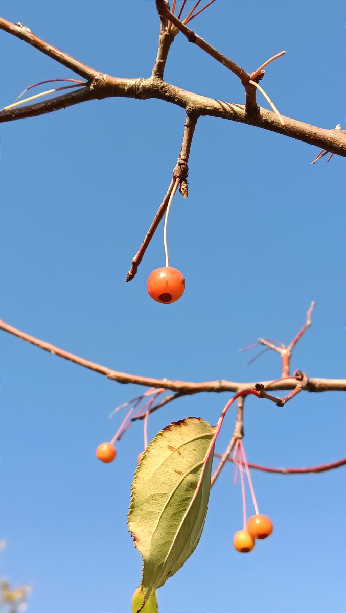 野生花红果 - 深海蛟龙745 - 图虫