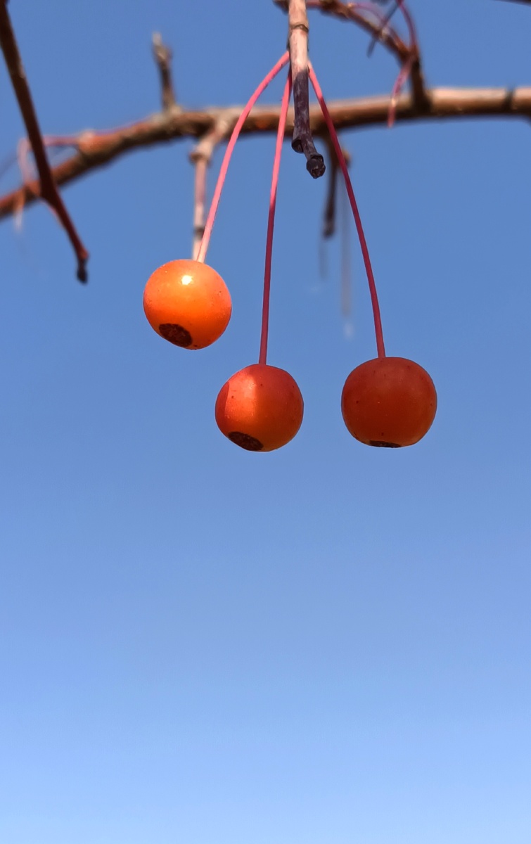 野生花红果 - 深海蛟龙745 - 图虫