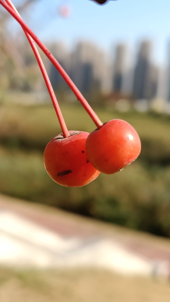 野生花红果 - 深海蛟龙745 - 图虫