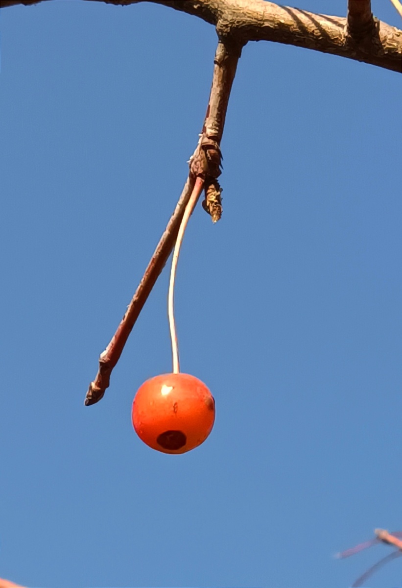 野生花红果 - 深海蛟龙745 - 图虫