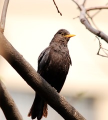 IMG_0734_