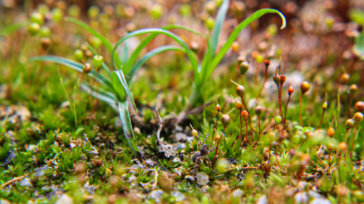 成熟的苔藓包围两棵细小的草