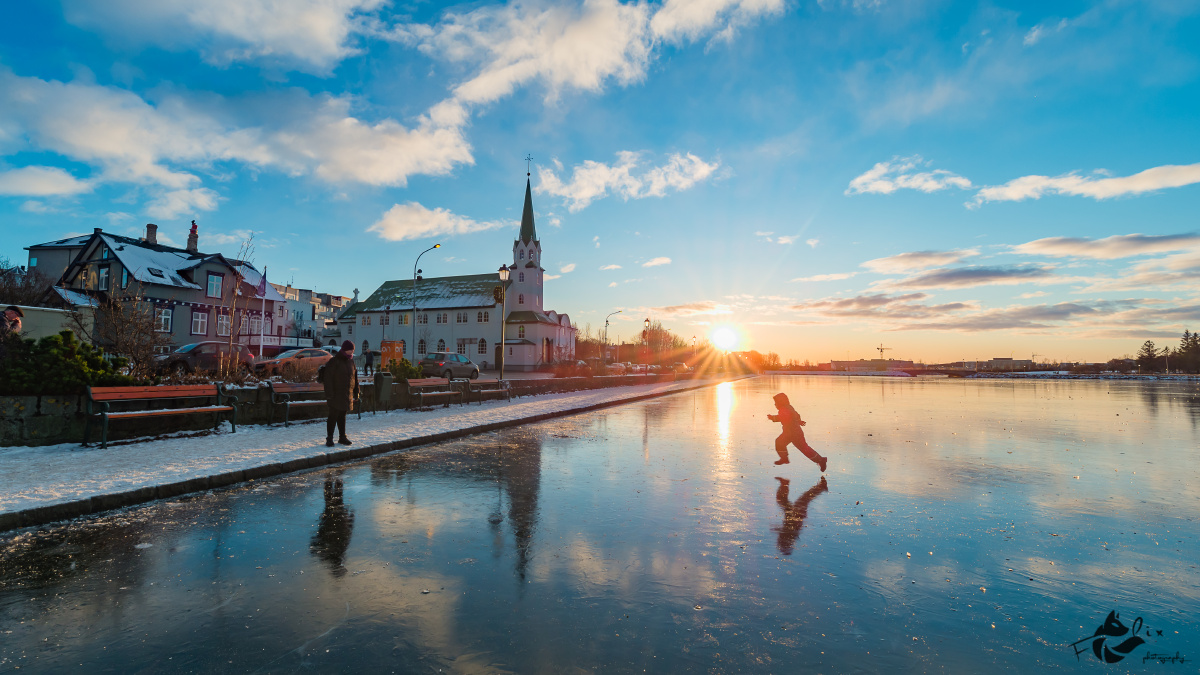 冰岛托宁湖狐狸霸关注