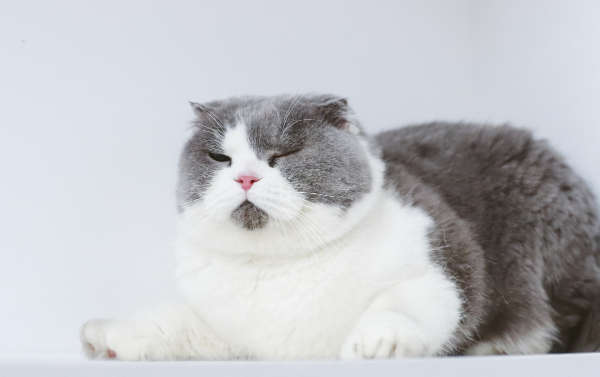 英短蓝白折耳猫汤圆