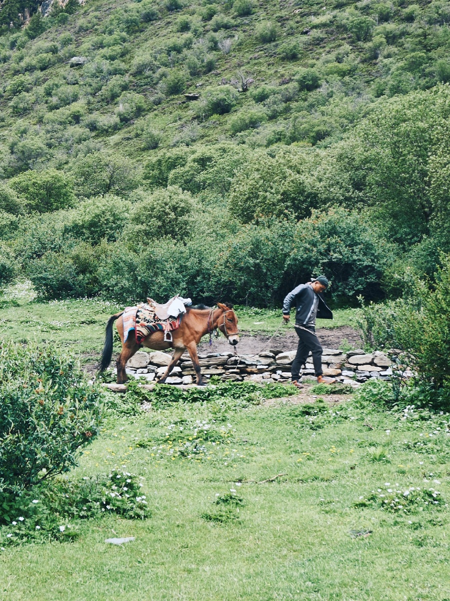 稻城亚丁里的牵马人