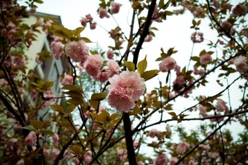 SDIM0055副本.jpg