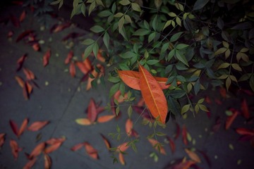 SDIM0074副本.jpg