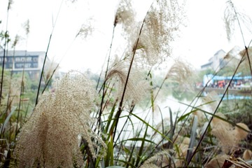 SDIM0077副本.jpg