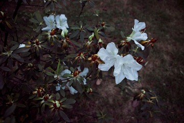 SDIM0096副本.jpg