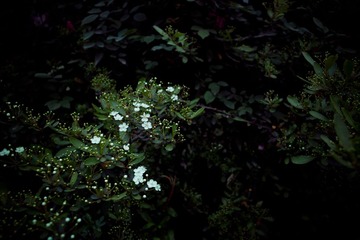 SDIM0101副本.jpg