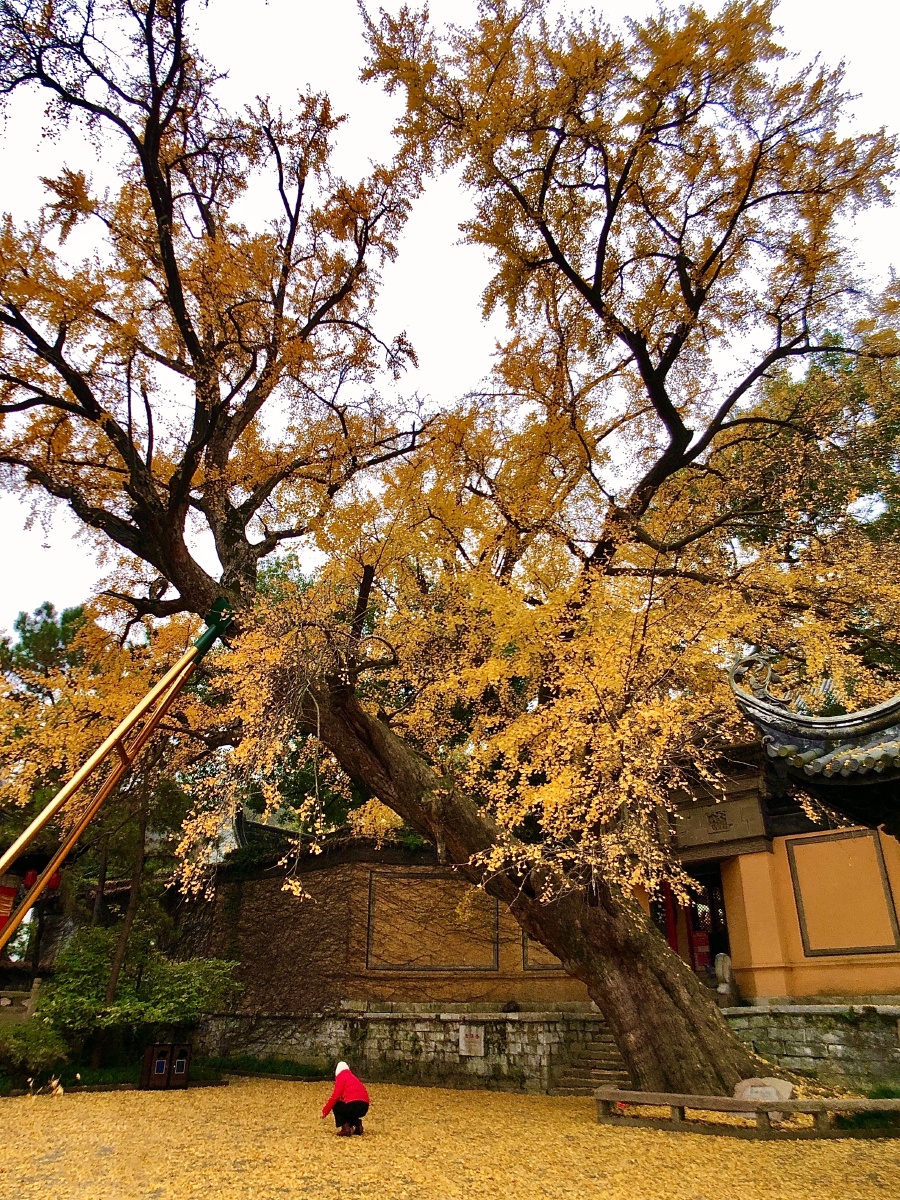 无锡惠山寺百年古银杏