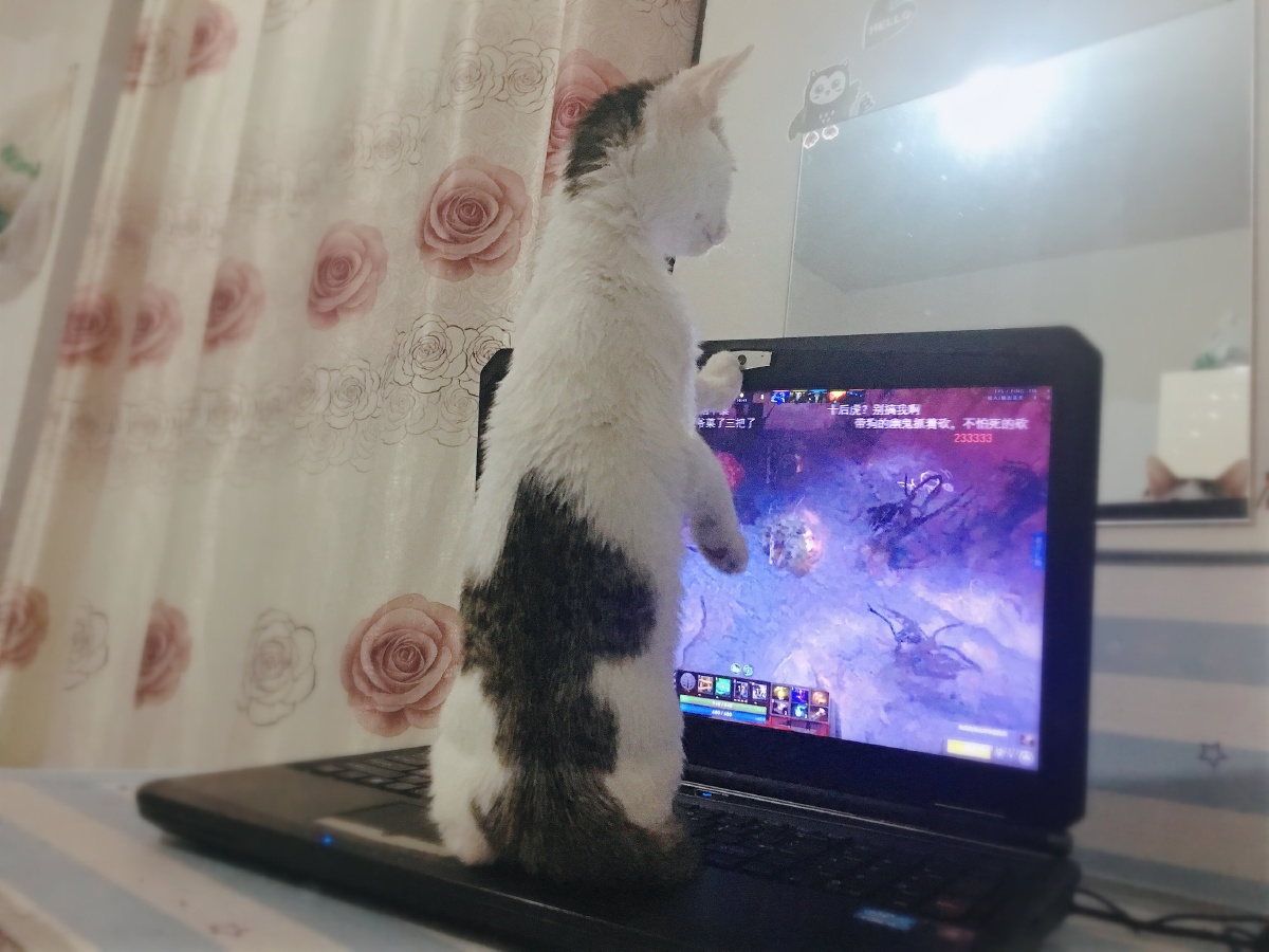宠物猫在哪个时候繁衍,夜间养猫要注意保持环境的暗和安静
