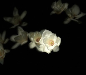 93A03431-2FA2-4601-982A-B952A2965D87/L0/001