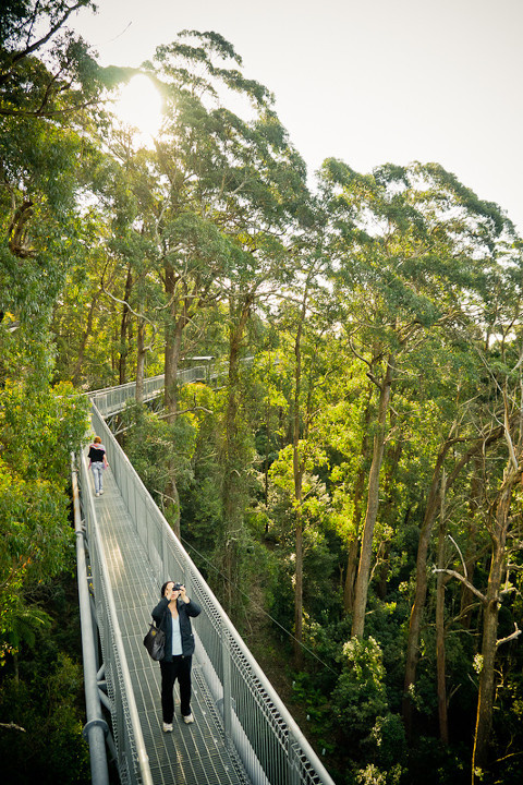 树顶栈道 br /> illawarra fly tree top walk