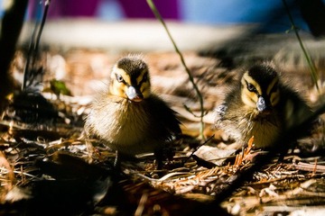 Duckling