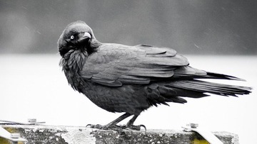 Raven