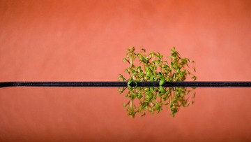 Growing