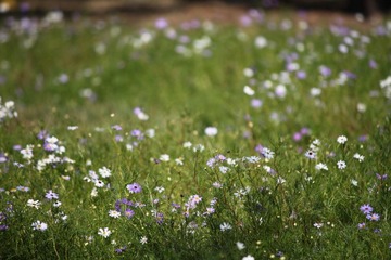 DPP_0005.JPG