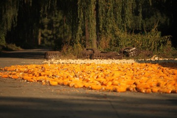 IMG_3284.JPG
