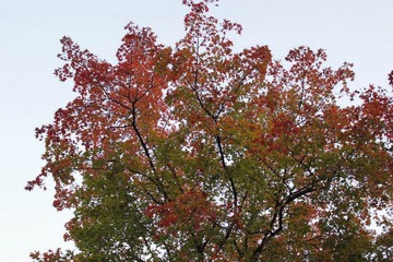 _MG_3548.JPG