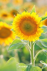 2B66A135-F30B-4926-9B0B-77D5B2020BC6/L0/001