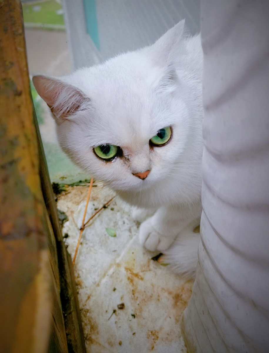 一只叫朵朵的猫