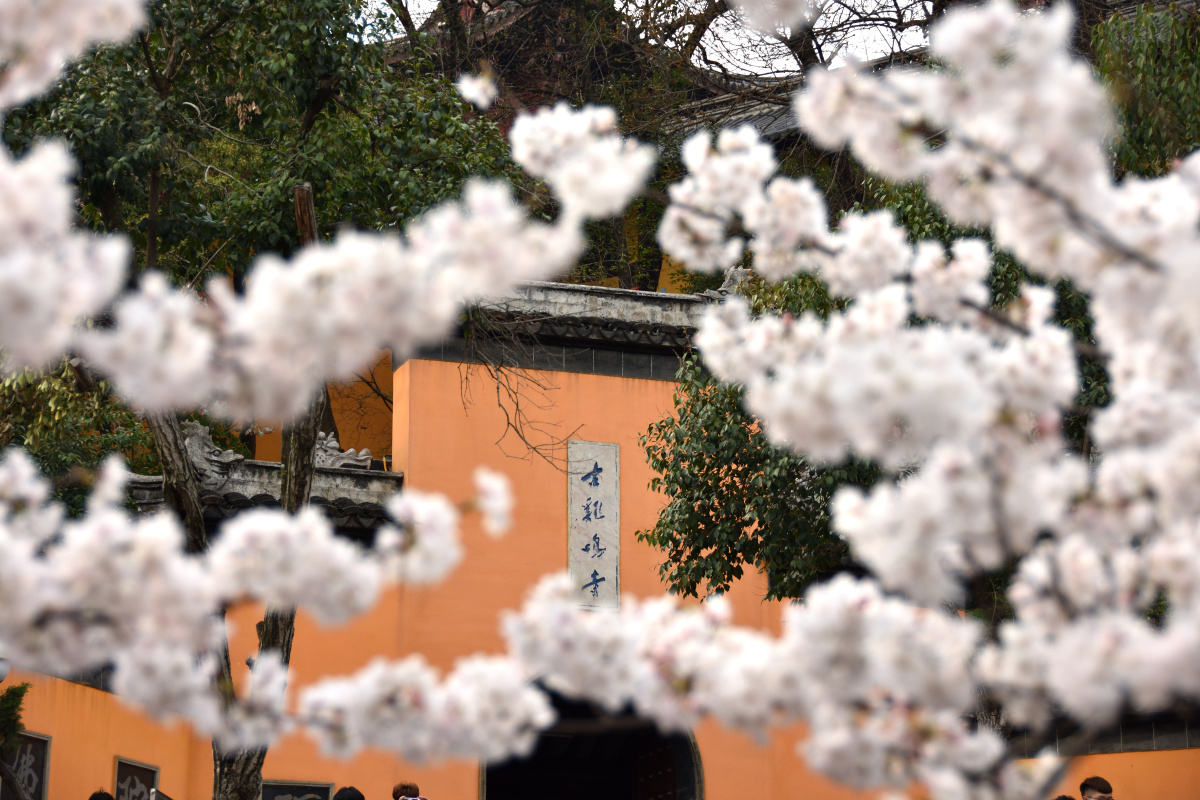 古鸡鸣寺樱花