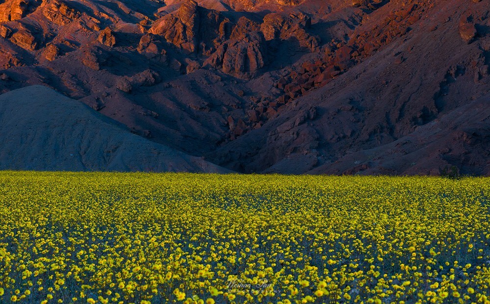 今年的死亡谷因为这个冬季雨水的充沛,产生了十年一遇的“super bloom”。在和几位朋友凑完火瀑布的热闹,聊聊天之后便赶往死亡谷看看这十年一遇的大范围开花。两个多星期前还在俄勒冈州踩着深雪,现在却在荒漠,两种极端,挺特殊的体验。我挺喜欢这图的强烈对比,一毛不拔的山坡和长满Desert Gold的山谷。看久了各式各样红云和广角,换个视角看看也不错。