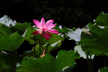 DPP_007.JPG