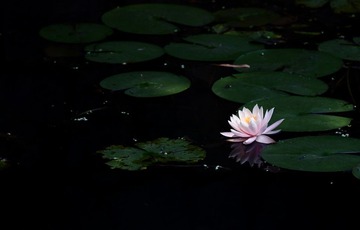 DPP_008.JPG