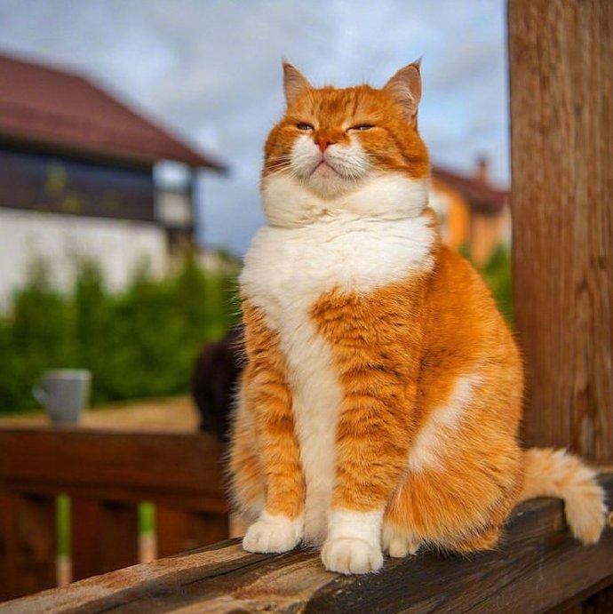 一只优雅的橘猫