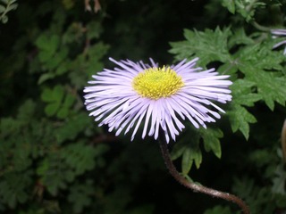 一花一世界