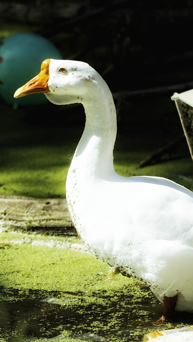 大白鹅 - 淮然 - 图虫