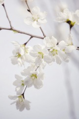 2B83CB90-4CFA-45DD-81ED-762C8852F17C/L0/001