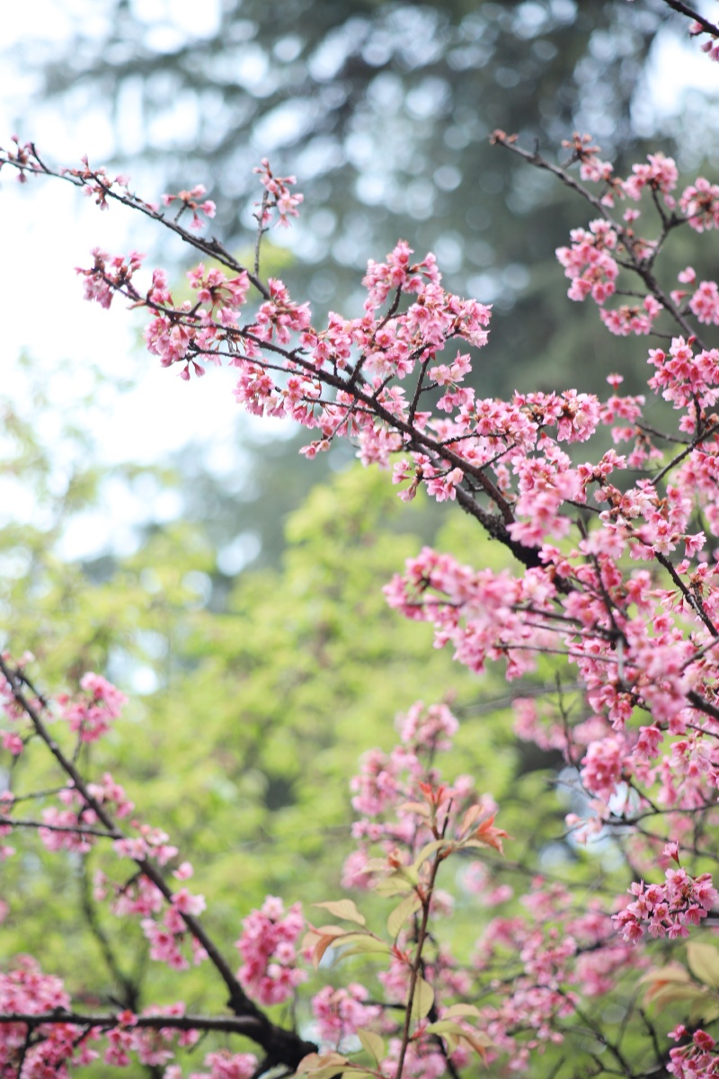 武汉早樱