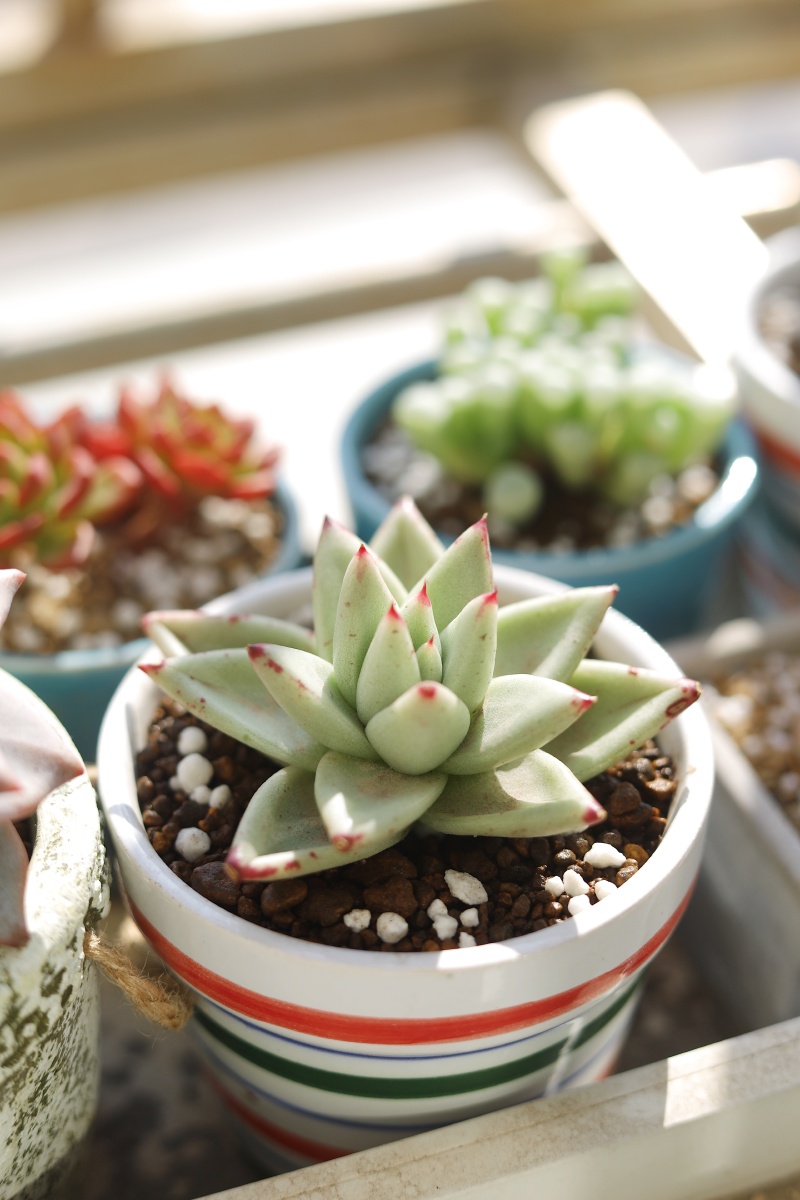 多肉粉蓝鸟五十铃玉