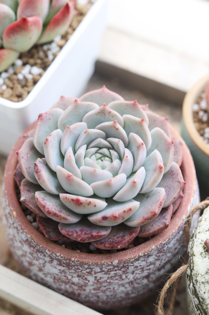 多肉粉蓝鸟观音莲