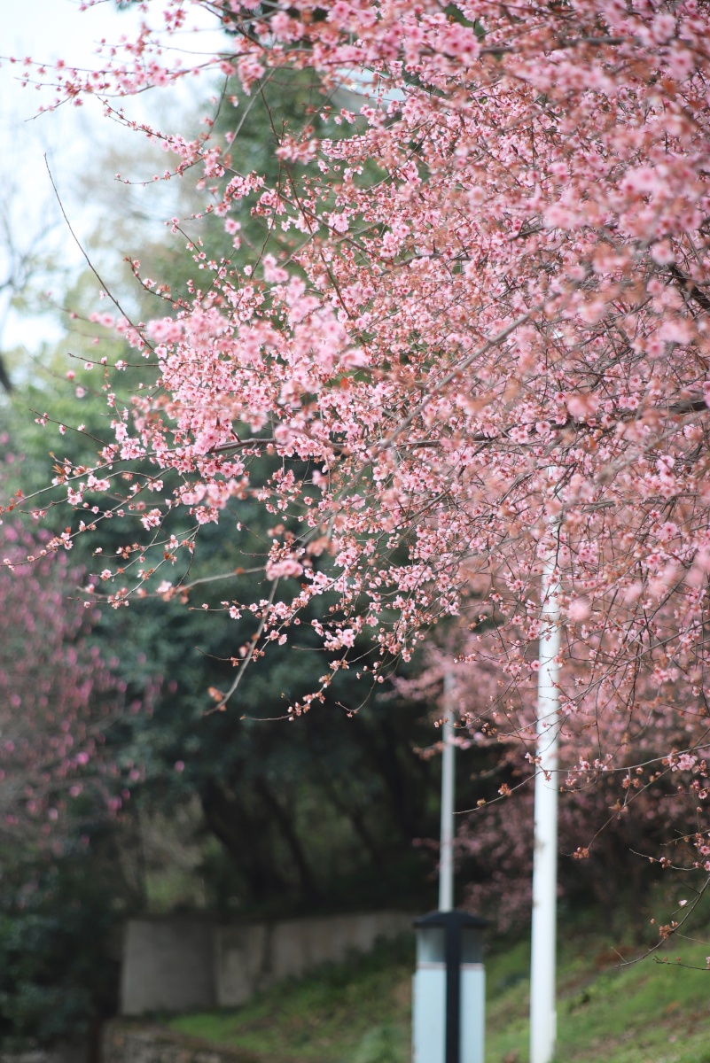 武汉早樱