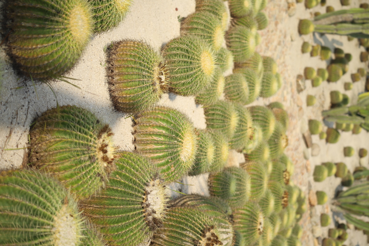 厦门植物园多肉仙人掌