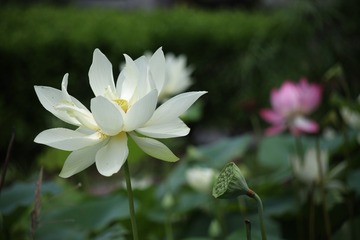 509D56BD-3DDD-4B00-A121-186099D13CB4/L0/001
