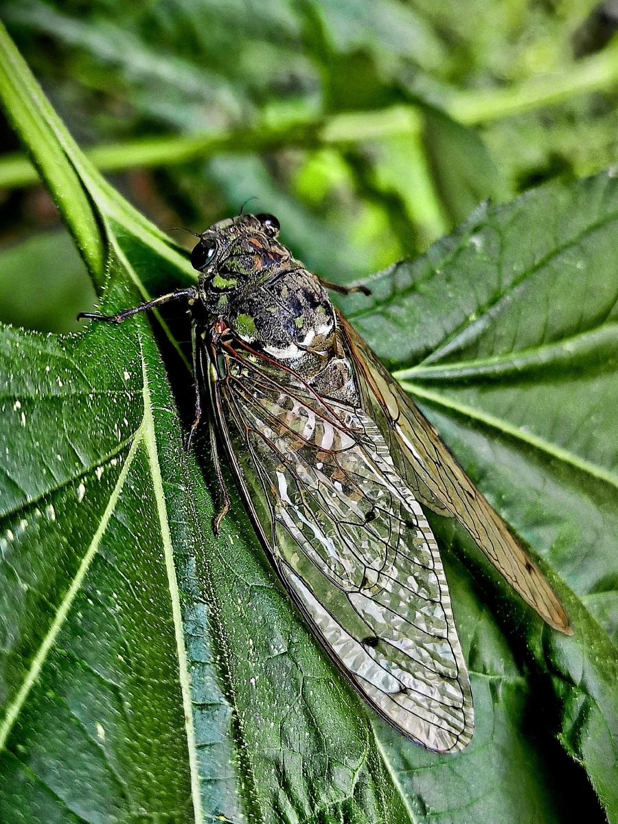蝈蝈与蝉