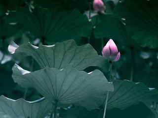 5151D853-3D2F-4C89-9C49-EBF3288D59D7/L0/001