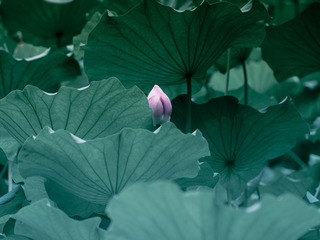 98D7FF2E-640B-4758-B370-124D21C0BCF8/L0/001