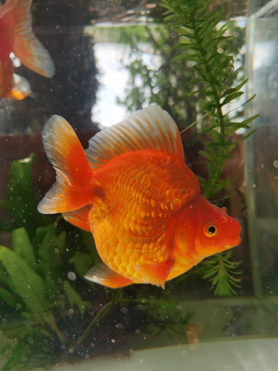 早上好我的金元宝