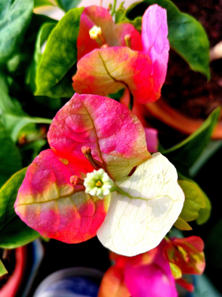 我的三角梅画报 - 潘福忠 - 图虫