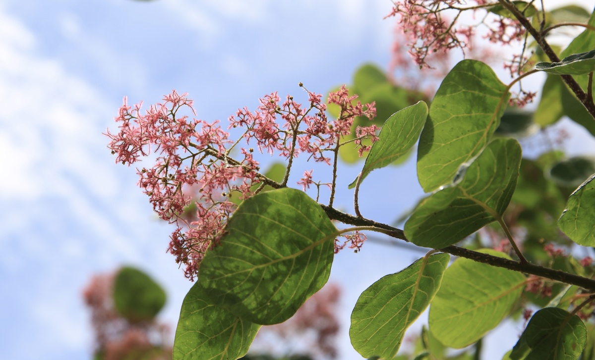 认识一种树叫黄芦树