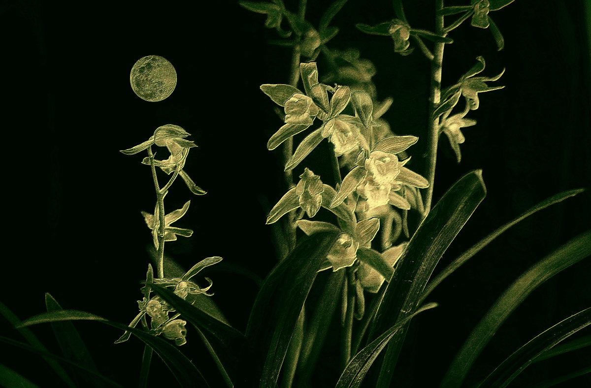 花月之韵·多重曝光