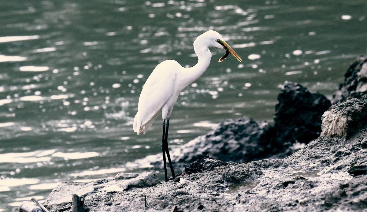 鱼翻藻鉴鹭点烟汀