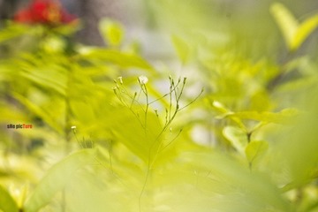 IMGP0507.jpg