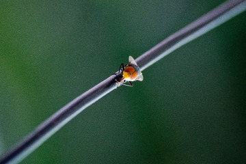 IMGP6738ps.jpg